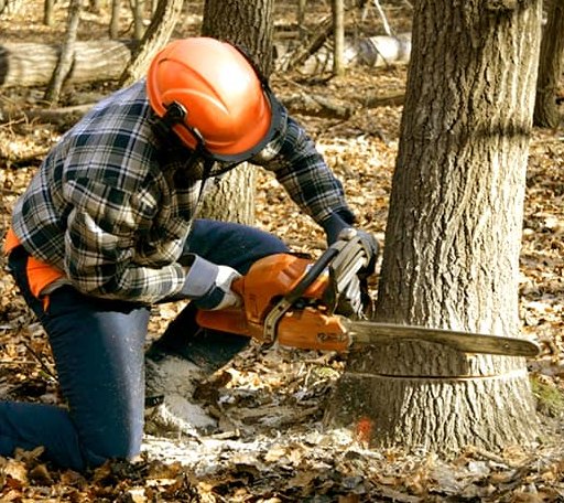 Tree Removal in Hickory Flat, MS